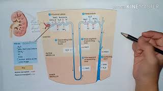 การกรองของไต  ทำงานของหน่วยไต