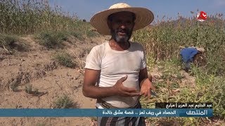 الحصاد في ريف تعز .. قصة عشق خالدة