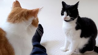 Jealous Cat Doesn't like It When Other Cat Sits On Owners Lap (6)