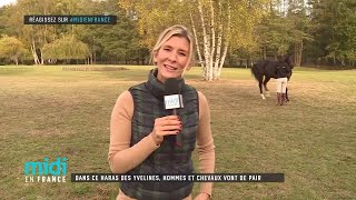 Dans ce haras des Yvelines, hommes et chevaux vont de pair by Midi en France 10,063 views 5 years ago 4 minutes, 58 seconds