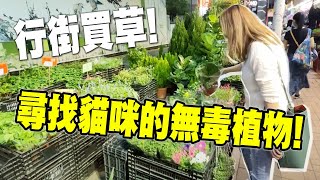 尋找貓咪無毒植物! 行街買草! 文青盆栽! (Vlog)(中文字幕)