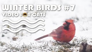 Video For Cats To Watch: Winter Birds #7 - N.cardinal, Sparrows, Finches.