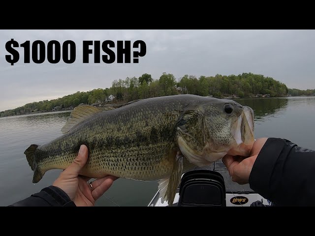Trying To Catch The Biggest Bass At Smith Mountain Lake (Big Bass Tour) 