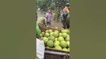 Lũ lụt do cơn bão số 6 làm bưởi bị ngập trong nước #nongdan #tráicây #hoaquả #buoiphuctrach