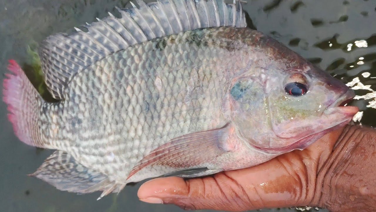 fish fishing maral fish live fishing video live fishing - YouTube