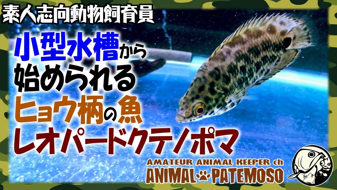小型水槽からでも始められるヒョウ柄のカワイイ魚 レオパードクテノポマ アクアリウム 熱帯魚 Youtube