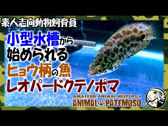 小型水槽からでも始められるヒョウ柄のカワイイ魚「レオパード 