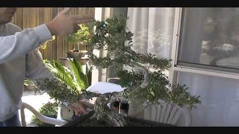 Juniper Foliage Grafting Part 1