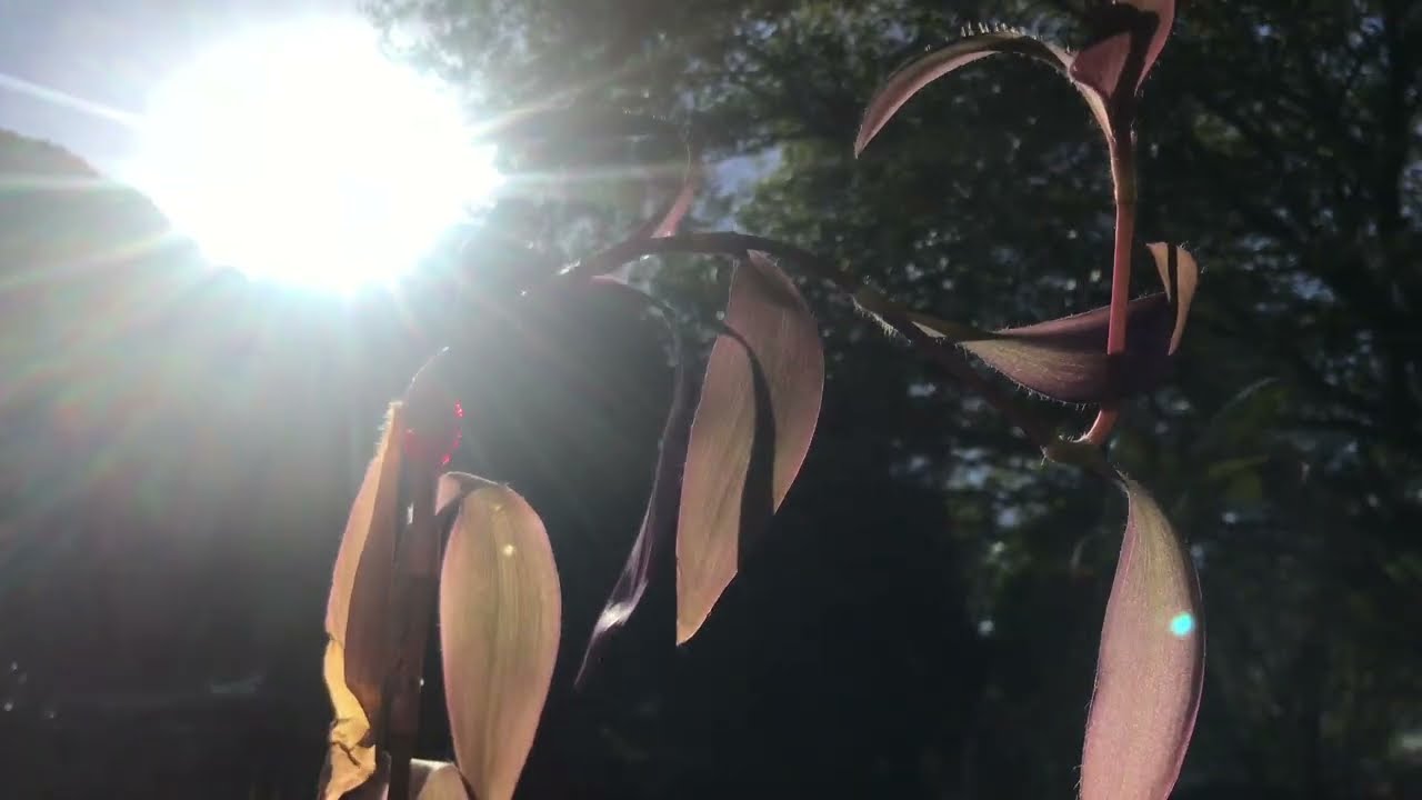 It's all good in the neighborhood