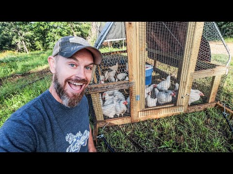Raising 12 Months Of MEAT CHICKENS {START To FINISH}