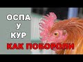 Как лечить Оспу.  Профилактика  ДКБ