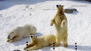 ポロロとマルルのホッキョクグマガイド(ノーカット)〜Polar Bear guide