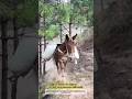How Mules Transport Heavy Loads on Steep Mountains #craftedeveryday
