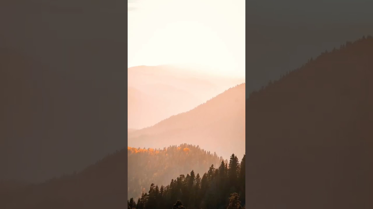 The Marvel of Trees: Carbon Absorption, Oxygen Release, and Ecosystem Support 