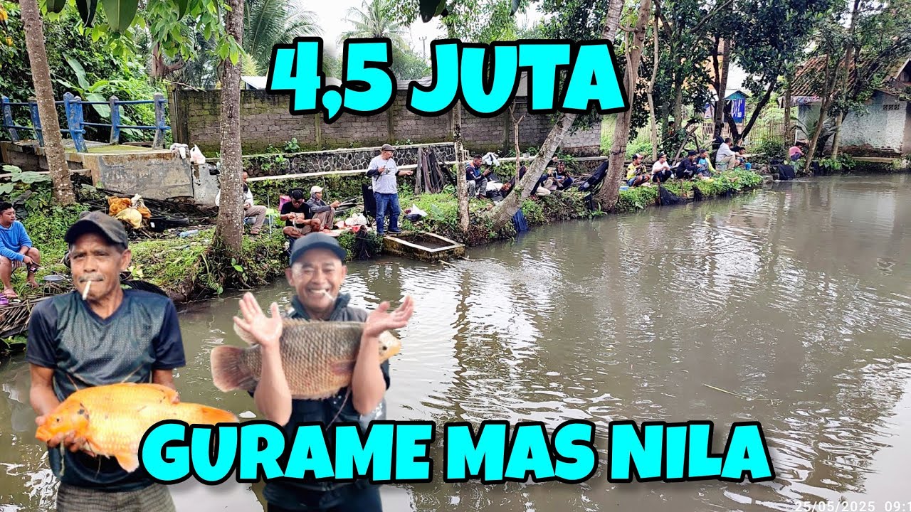 MENGEJUTKAN GURAME DAN IKAN MASNYA BESAR
