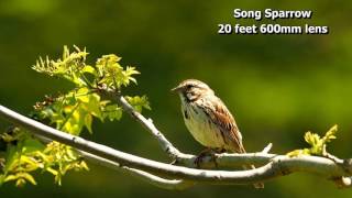 Song Sparrow 20 feet