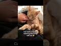 #ads #cat #allergyfree #catallergies #catowners #kitten #catmom #pets
