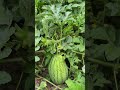 The lateral branches on the watermelon stem should be knocked off in a timely manne#36bfc