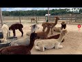  gomvcom marthas vineyard alpaca farm live webcam