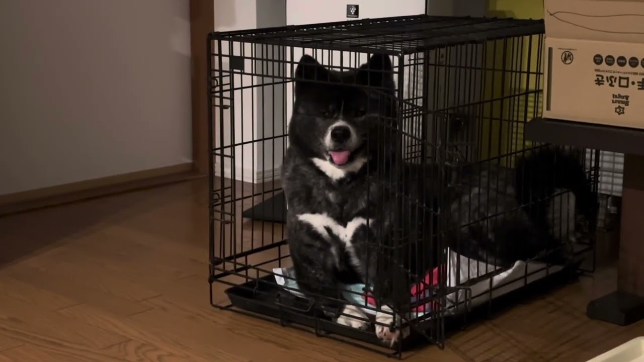 秋田犬の里親に