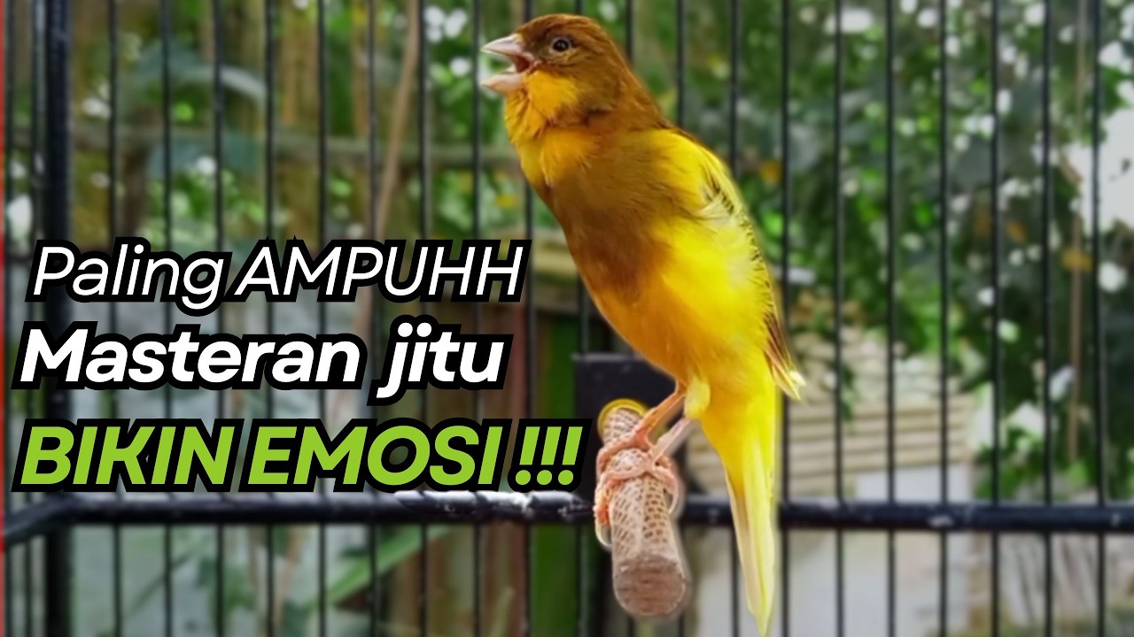 KENARI GACOR Cuit CUIT BIRAHI UNTUK PANCINGAN & MASTERAN Kenari PAUD AGAR BUNYI