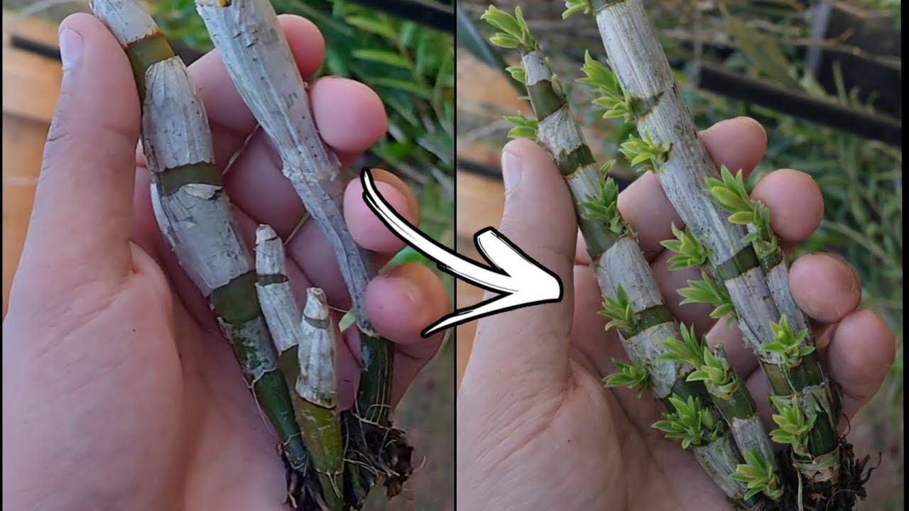 FAZENDO BULBO DE DENPHAL BROTAR E ENRAIZAR RÁPIDO!