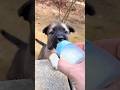 Warning ❌ ये Puppy देखकर आप मुस्कुरा दोगे! 😍🐶 | #shorts #shotsfeed #cute #puppy #trending