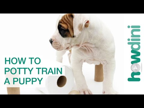 How To Potty Train a Puppy - How to House Train Your Dog