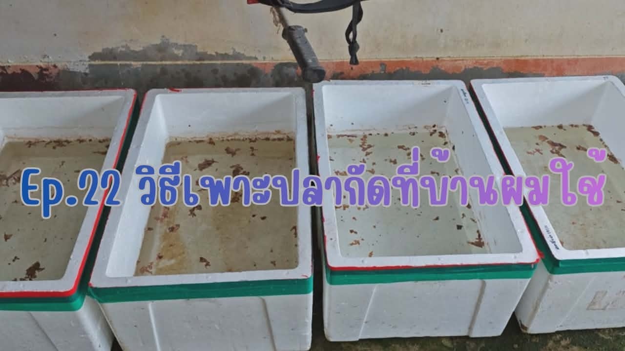 EP.22 วิธีเพาะปลากัดที่บ้านผมใช้