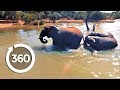 Playful Elephants Swim | Discovery VR (360 video)