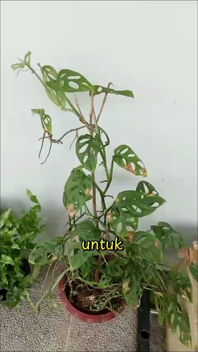 Disaat Aku Merasa Lelah