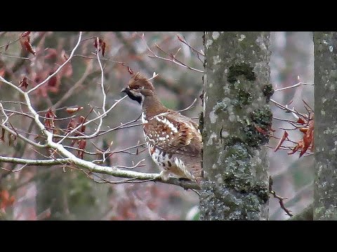 Video: Paano Magluto Ng Hazel Grouse Sa Pranses