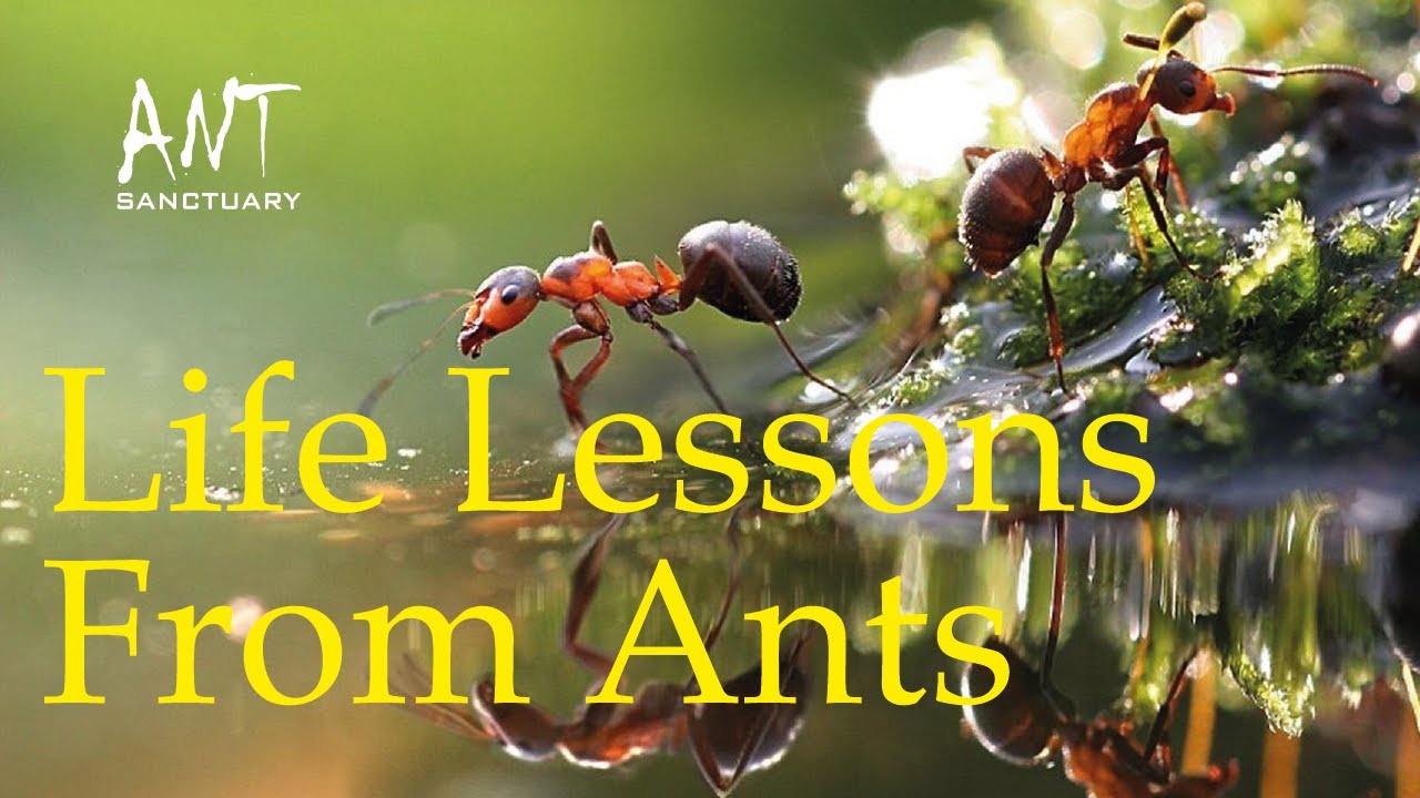 “Life Lessons From Ants: Tiny Body, Unbreakable Will”