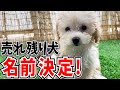 【名前決定！】DIYに興奮するあまりに脱糞してしまう子犬が大変すぎます...泣