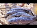 Power Of Dry Season Catch Giant Fish From Underground Dry Land By Two Brother