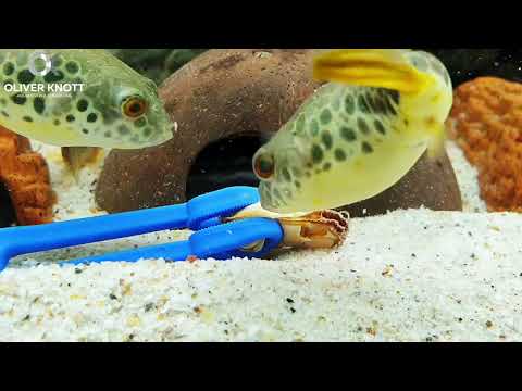 Feeding time Tetraodon schoutedeni