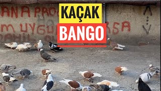 UTKU KAÇAK KIRMIZI KANAT BANGOYU AFFETMEDİ