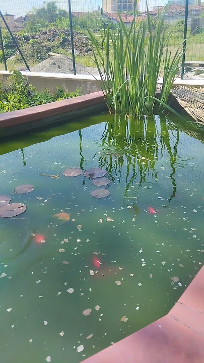 Shimby and the Goldfish, a corner of paradise