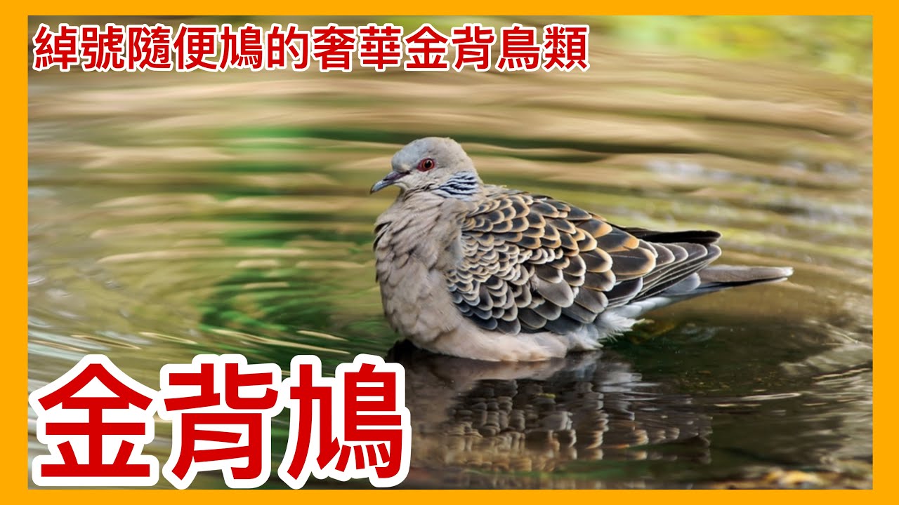 懶惰築巢的鳥類?!金背鳩神秘金色外表後的秘密大公開!【太神奇了傑克】 縮圖