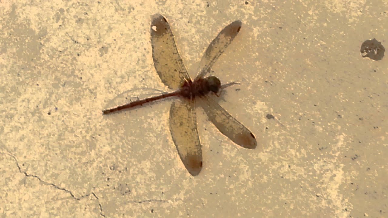 Dead dragonfly YouTube