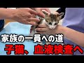 2回目の血液検査...結果は！？子猫、家族の一員への道