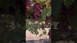 #uvas #nature 🍇🍇❤️
