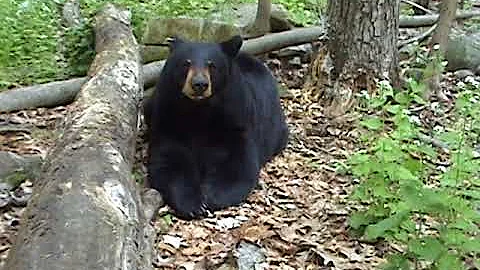 Beautiful Bear KILLED BY NJ HUNTER
