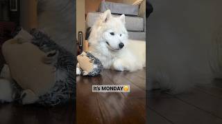 My dog when he realizes it’s only MONDAY…
