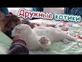 ДРУЖНЫЕ КОТИКИ И МАЛЕНЬКИЙ ОГОРОДИК