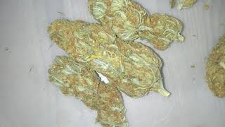 CANNABIS  OLD SCHOOL HYBRIDS   LANDRACE 🌿
