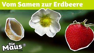 Die Körner auf der Erdbeere | DieMaus | WDR