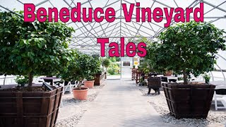 Tour of Beneduce Vineyards