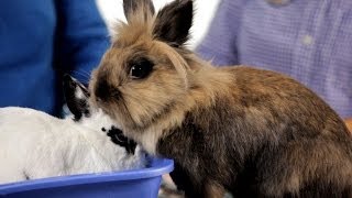 Why It's Dangerous To Keep Rabbit Outside | Pet Rabbits