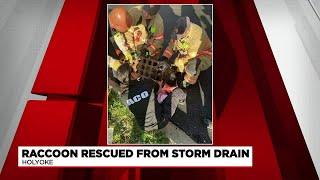 Holyoke Fire department responds to raccoon rescue operation